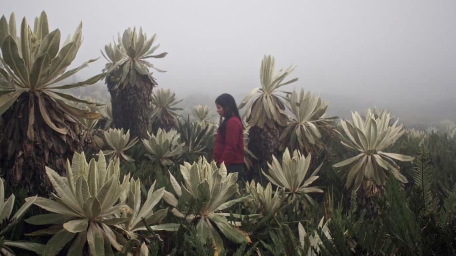 'La sirga', entre la niebla y la guerra